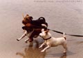 h_dogs_run_stick