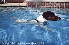 h_jack_russell_in_pool_cr