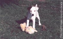 h_puppy_and_toy_cr