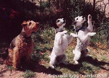 h_terriers_3_cr