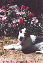 v_matthew_flowers_cr