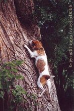 v_ratcliff_hunting_cr