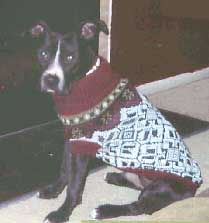 pit bull in dog sweater