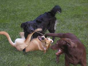 dogs romping
