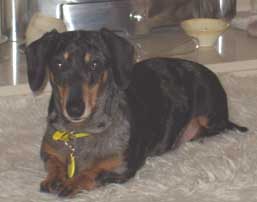 dachshund posing