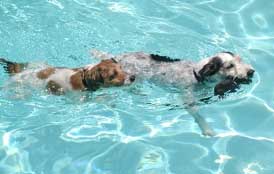 terriers swimming