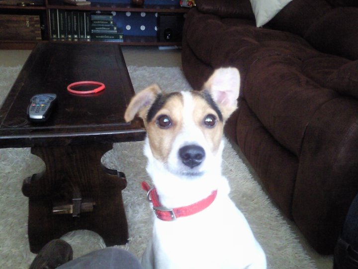 Iams Jack Russell