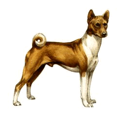 Basenji