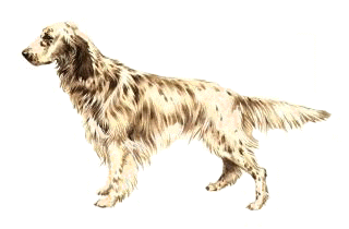 English Setter