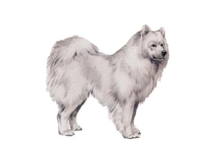 Samoyed