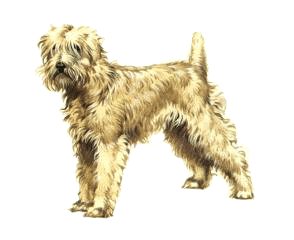 Wheaten Terrier