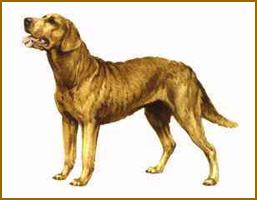 Chesapeake Bay Retriever