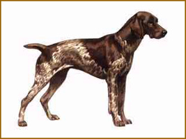 German Short-haired Pointer