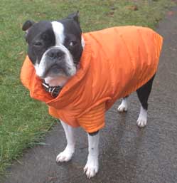 Boston Terrier with raincoat