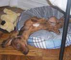 relaxed dachshund