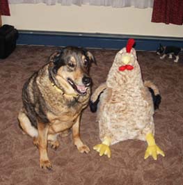 dog with chicken toy